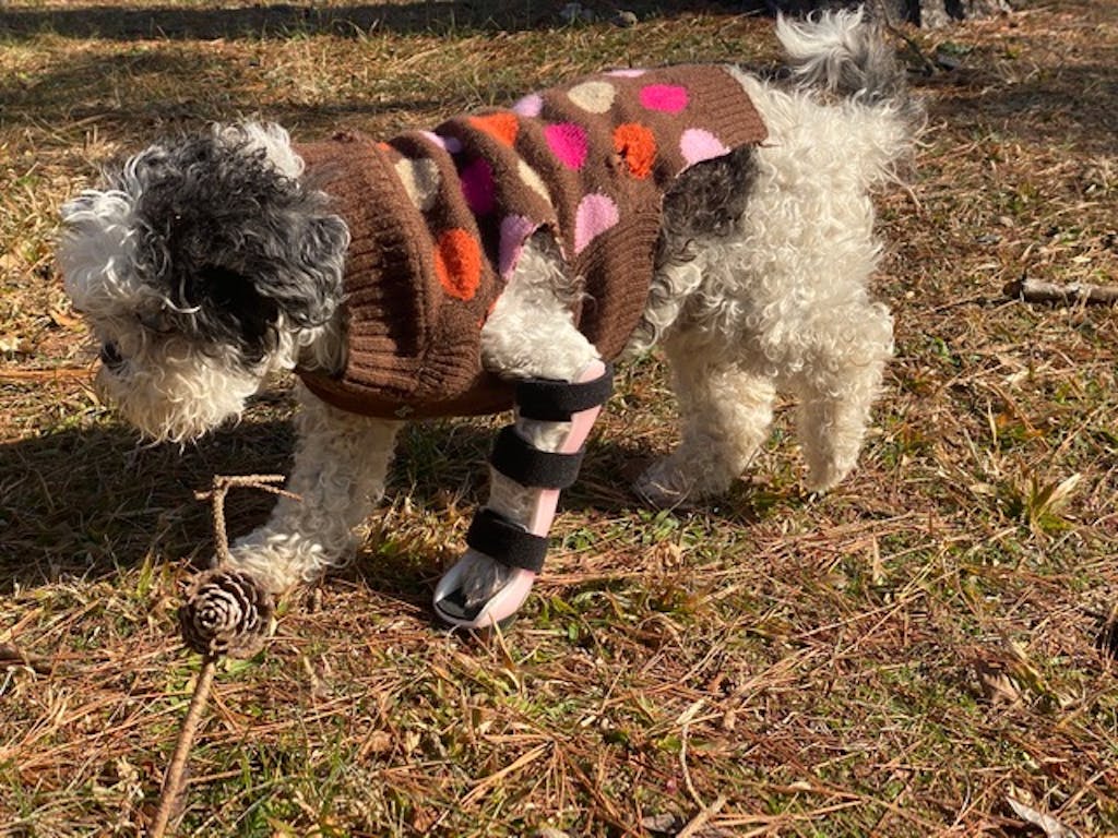 Custom Dog Elbow Brace Dog Front Leg Brace Animal Ortho Care