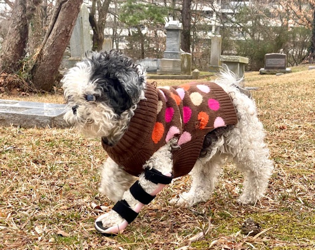 Custom Dog Elbow Brace Dog Front Leg Brace Animal Ortho Care