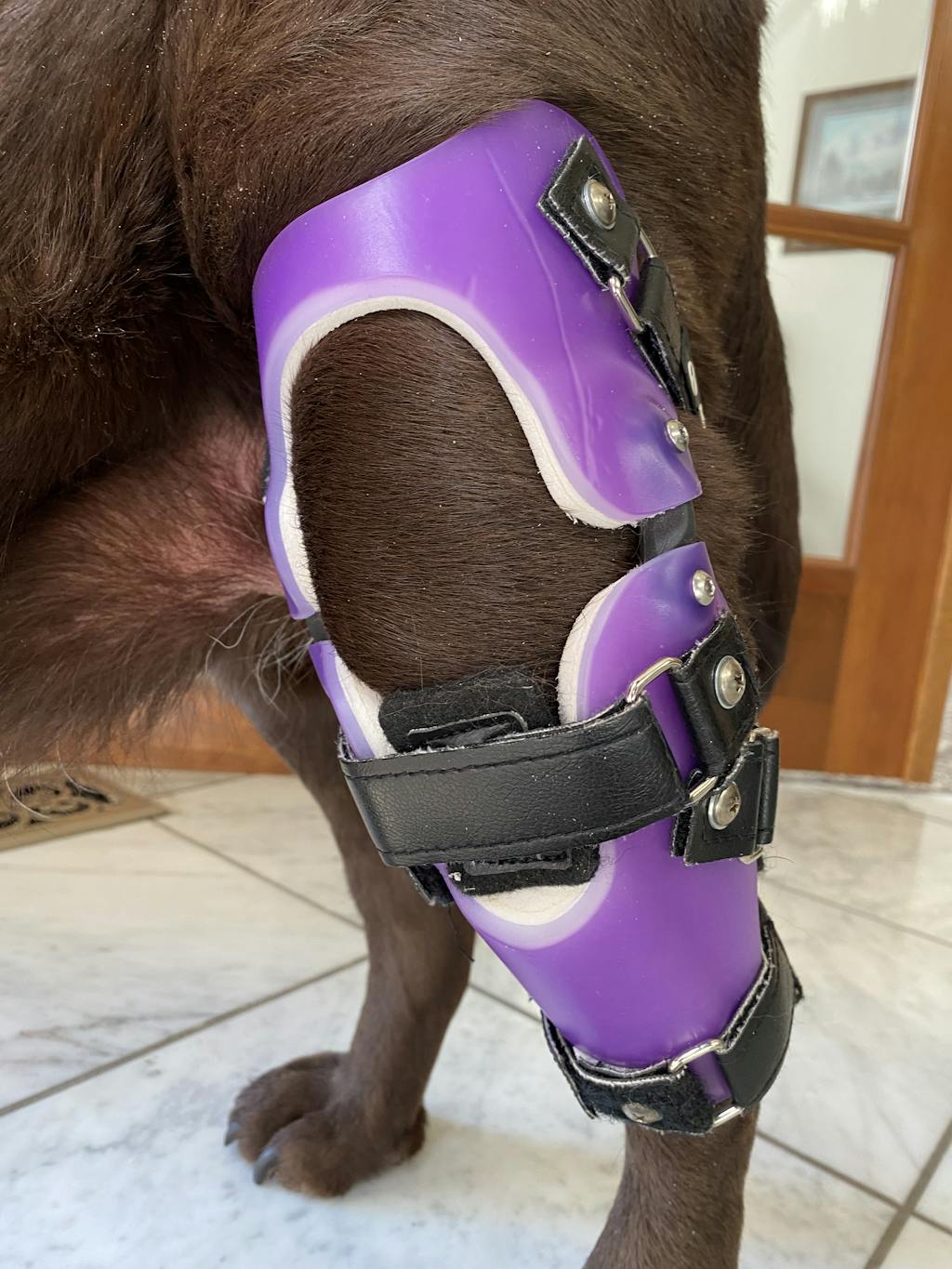 Animal Ortho Care | Custom Dog Knee Brace | Stifle | CCL | ACL