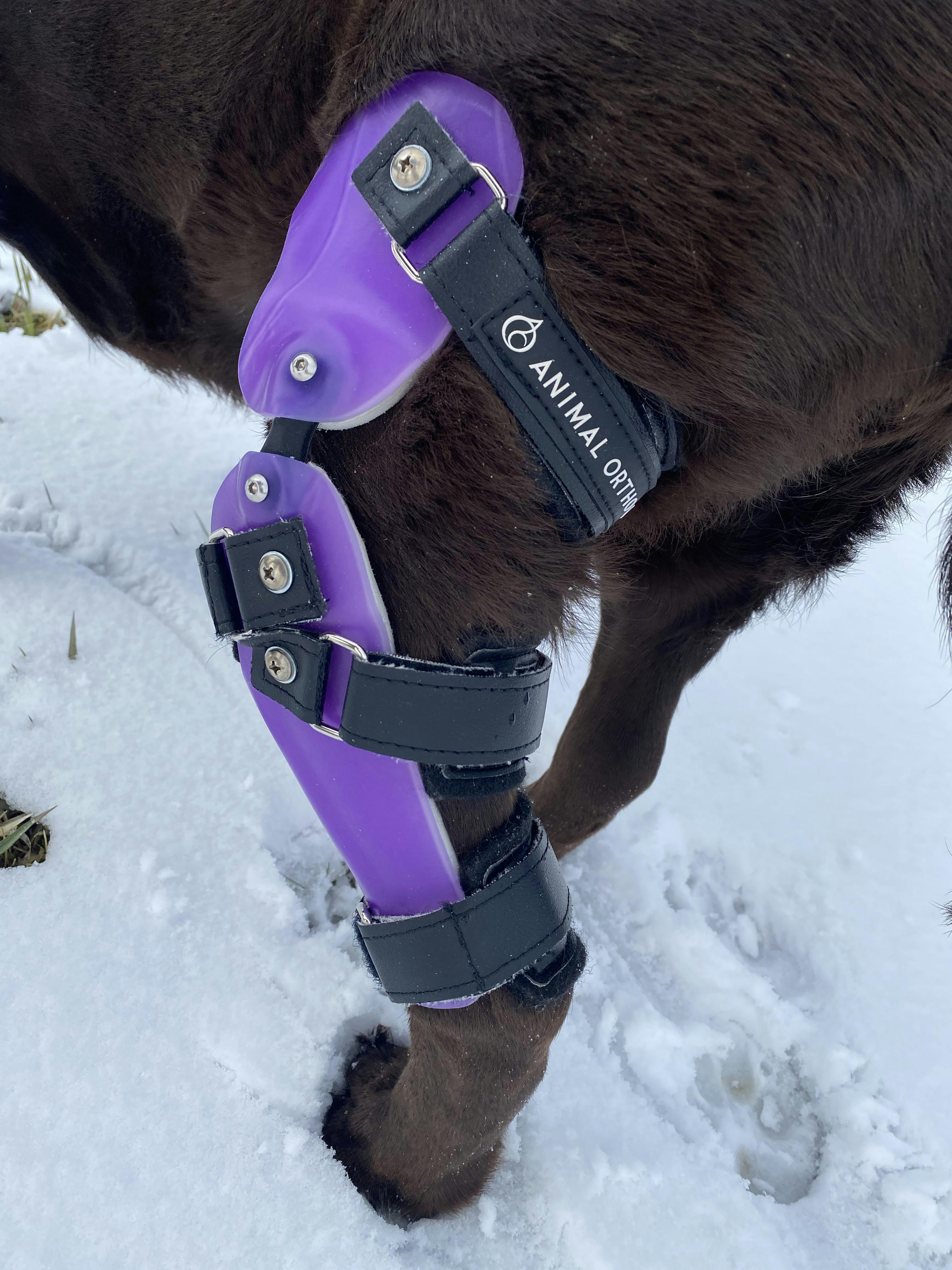 Animal Ortho Care Custom Dog Knee Brace Stifle CCL ACL