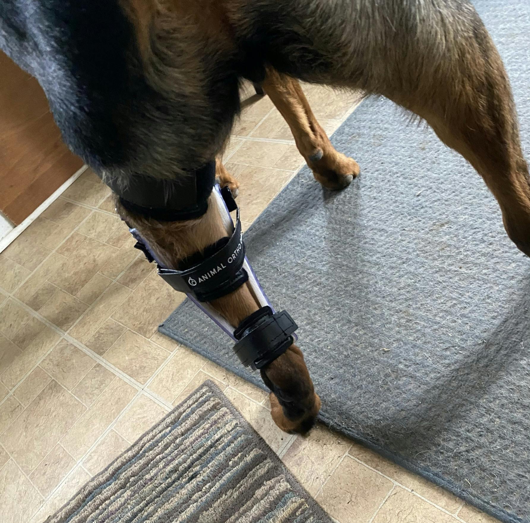 Animal Ortho Care Custom Dog Knee Brace Stifle CCL ACL