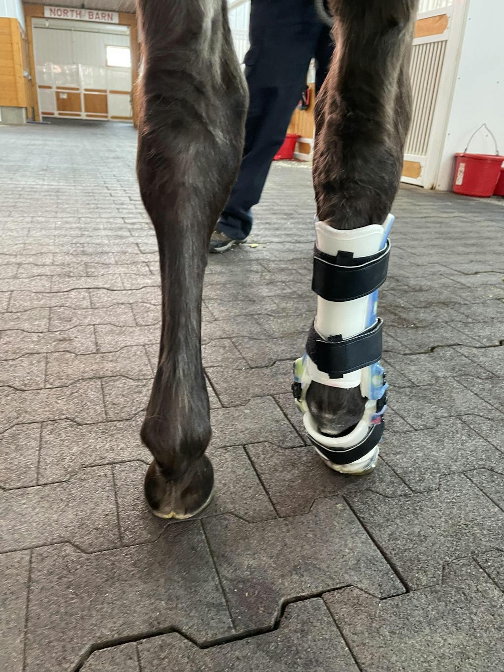 Farm Animal Custom Leg Brace Animal Ortho Care