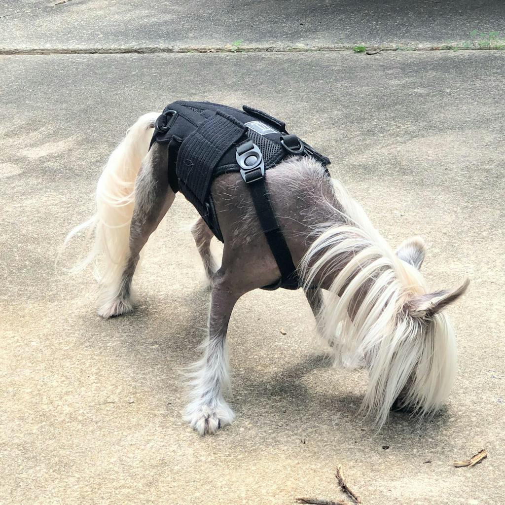 Haute L'il Back Bracer Animal Ortho Care