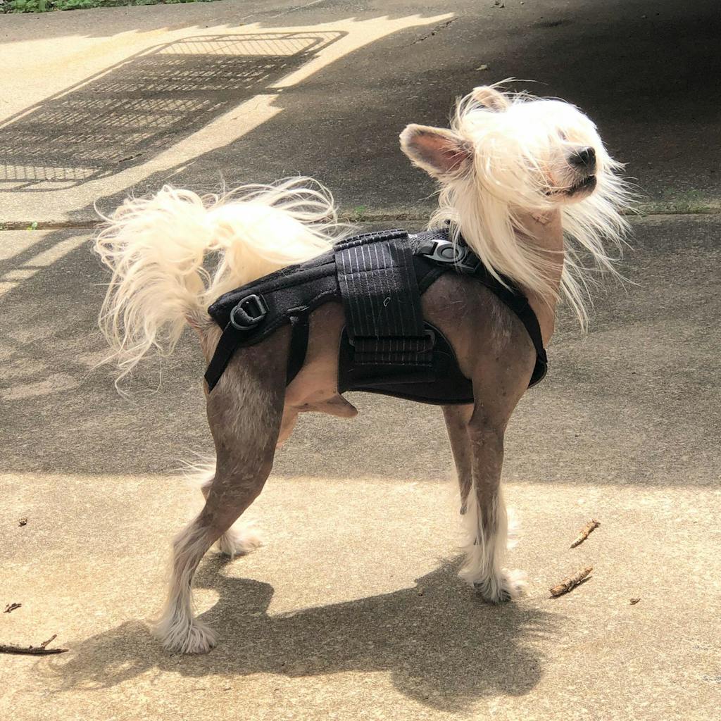 Haute L'il Back Bracer Animal Ortho Care