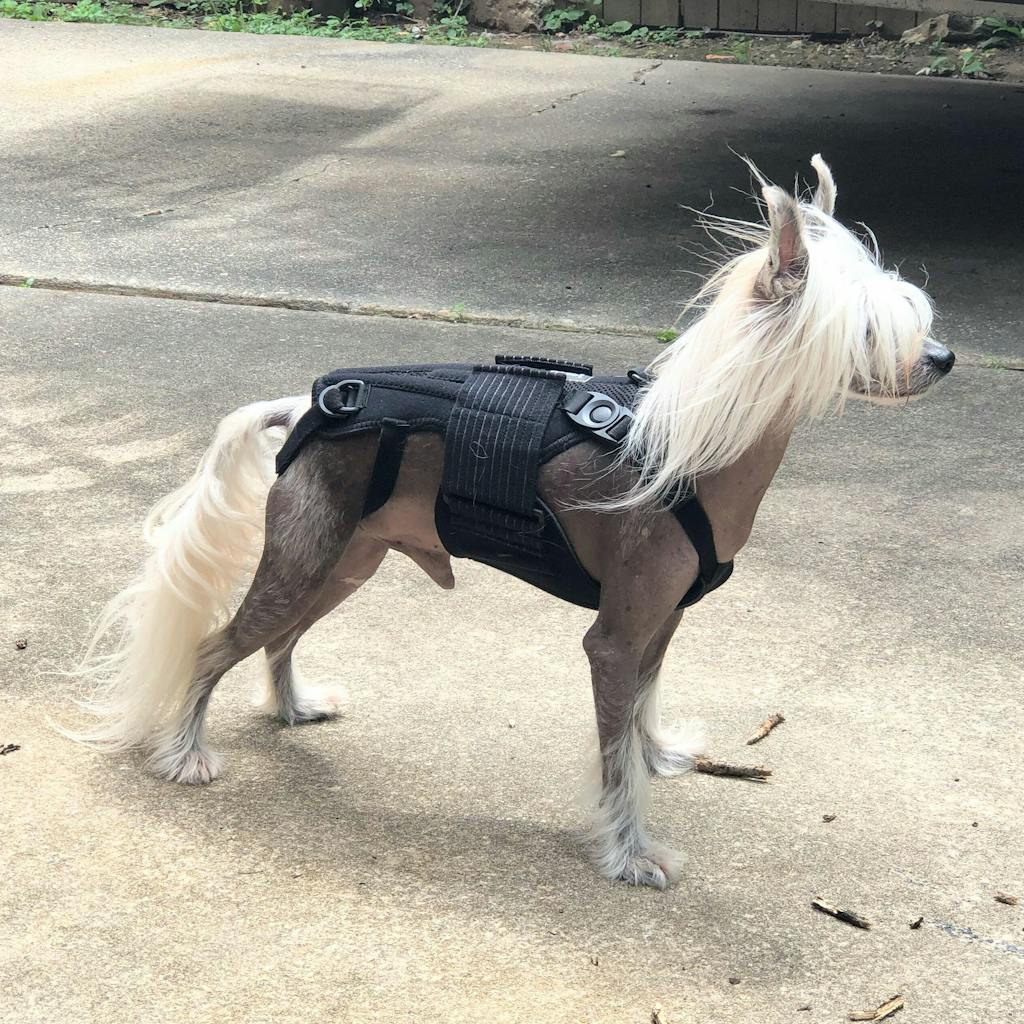 Haute L'il Back Bracer Animal Ortho Care