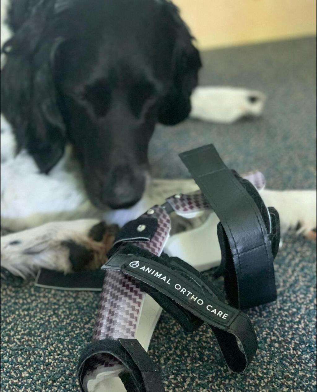 10 Strange Facts About Dachshunds Lil Back Bracer