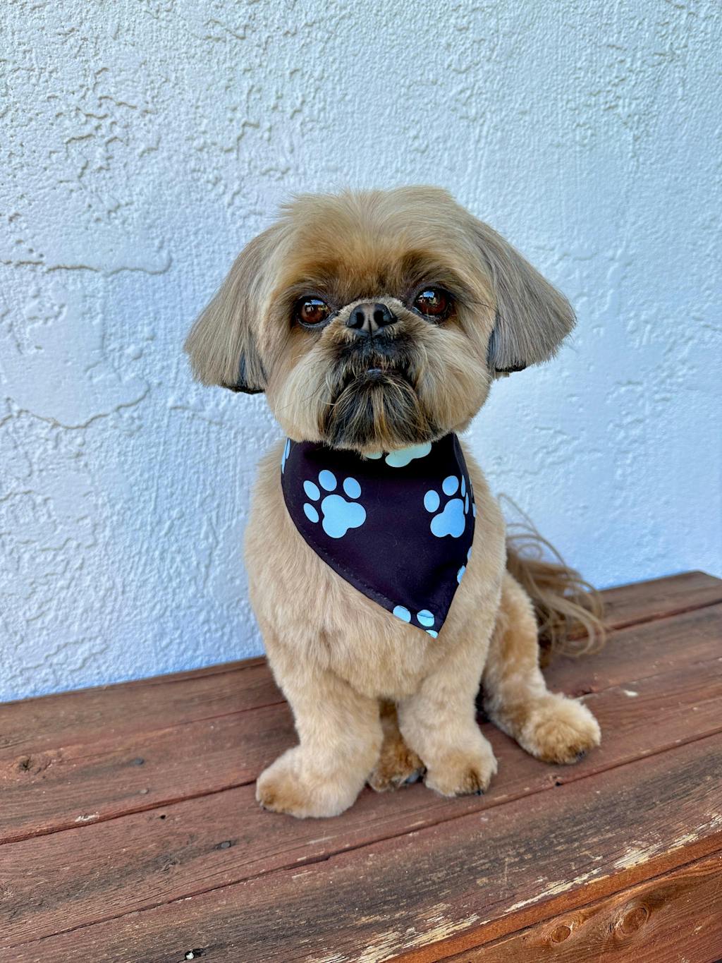 Gut Microbiome Test for Dogs