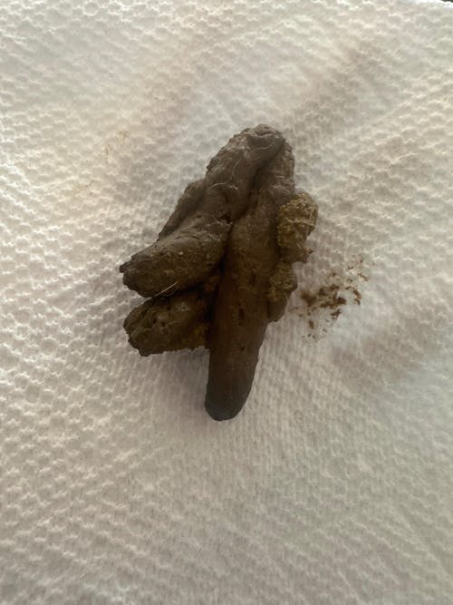 Gut Restore Supplement for Cats