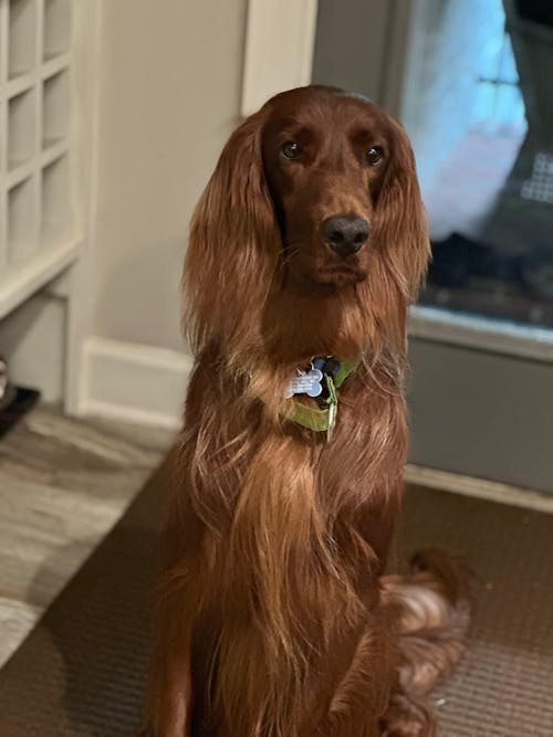 Gut Restore Supplement for Dogs