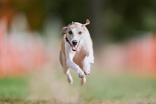 90-Day Gut Restoration for Medium Dogs with Testing - Chicken