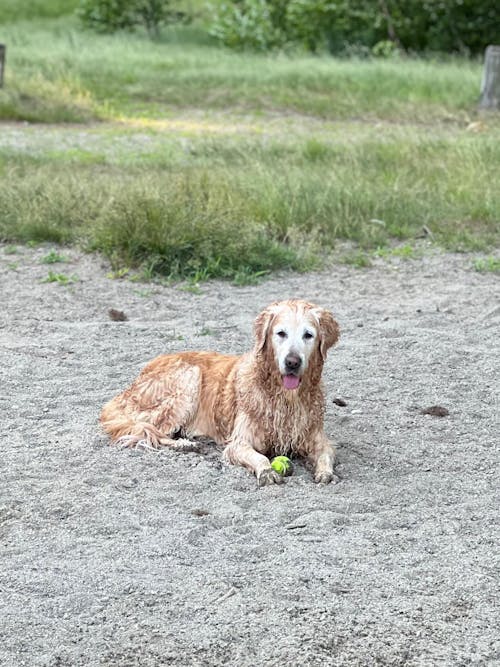 GMP for Dogs