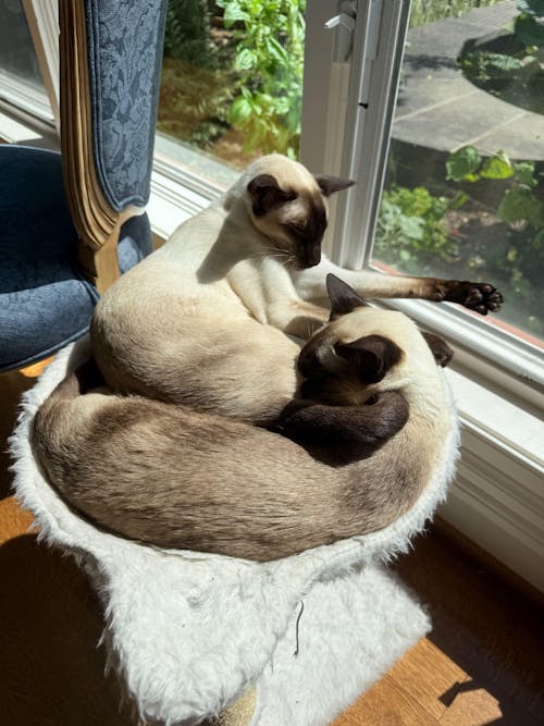 GMP for Cats