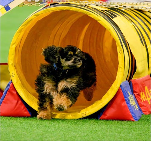 Gut Restore Supplement for Dogs