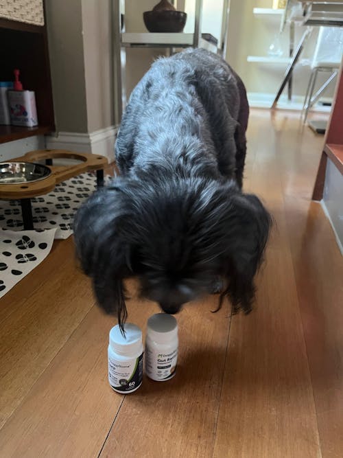 Gut Restore Supplement for Dogs