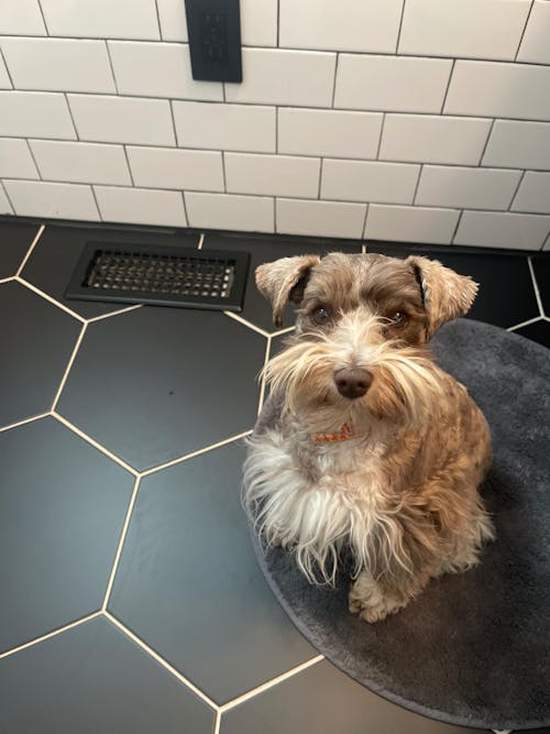 Gut Restore Supplement from Raw-Fed Dogs