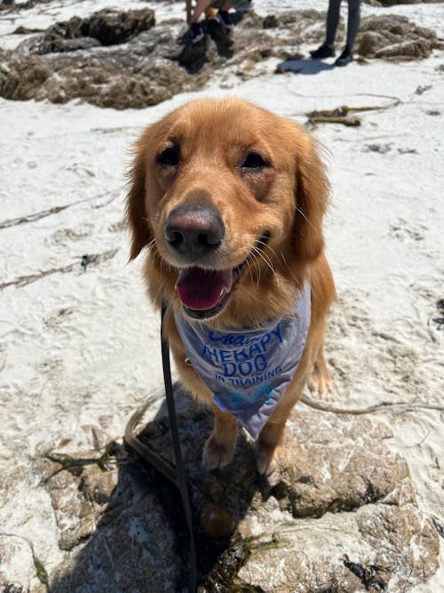 Gut Restore Supplement for Dogs