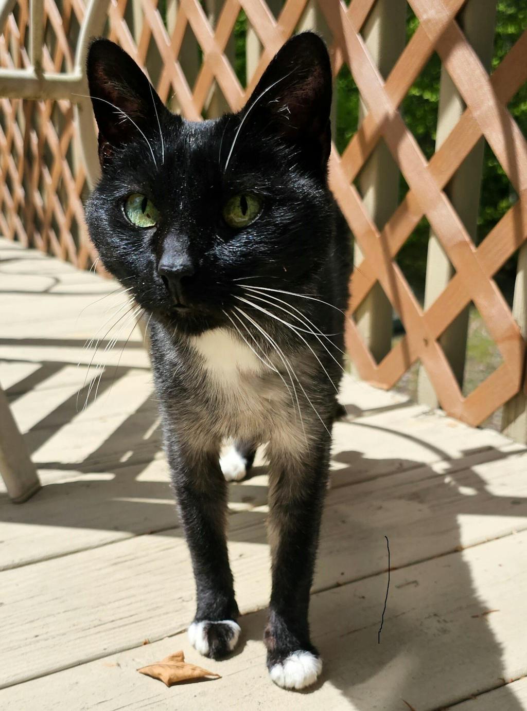 Gut Microbiome Test for Cats