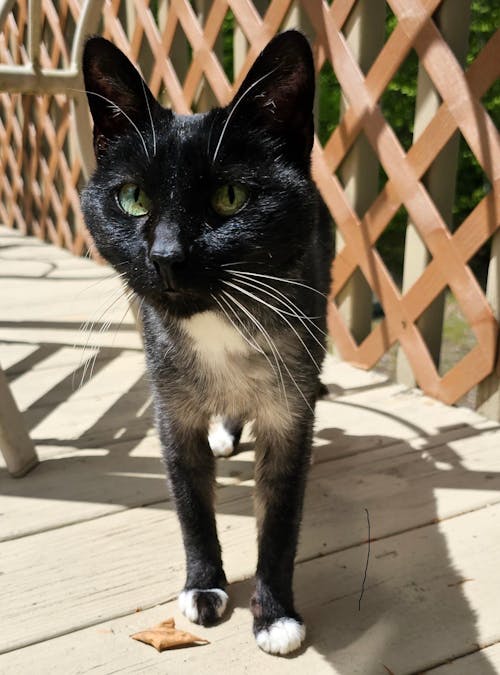 Gut Health Test for Cats