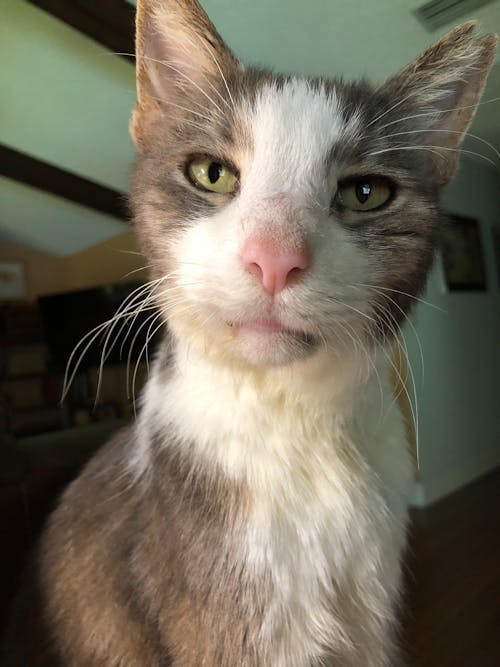 Gut Restore Supplement for Cats