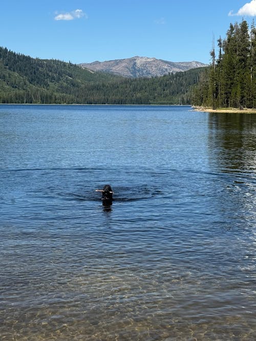 Gut Restore Supplement for Dogs