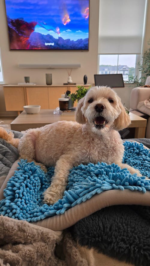 Gut Restore Supplement for Dogs