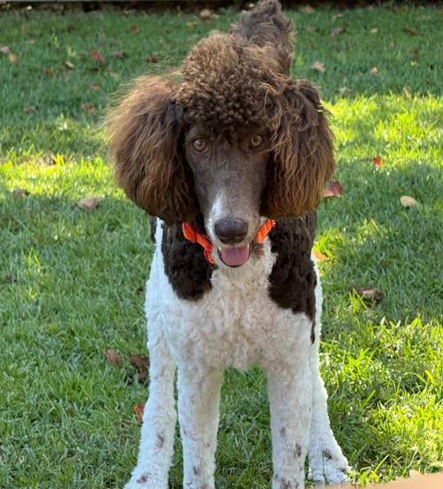 GMP for Dogs