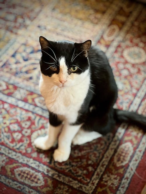 Gut Defender for Cats and Dogs