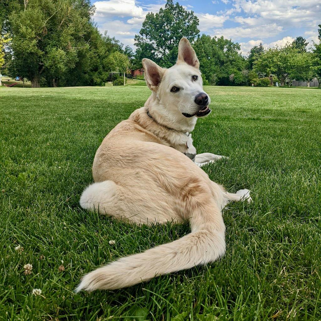 Gut Restore for Dogs