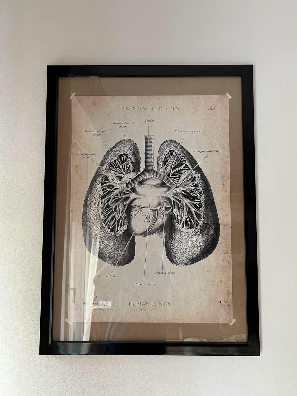 Das medizinische Herz Anatomie Poster Animus Medicus Animus Medicus