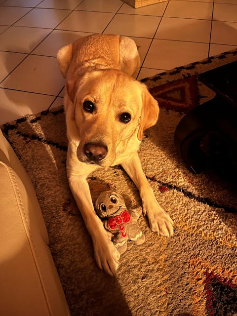 Monsieur Pain d'Épice