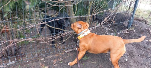 Taktiskā Suņu Kakla Siksna ar Rokturi - Oranža (4 cm)