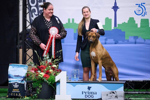 Biothane black stainless steel martingale dog collar (25mm wide) - Color choice