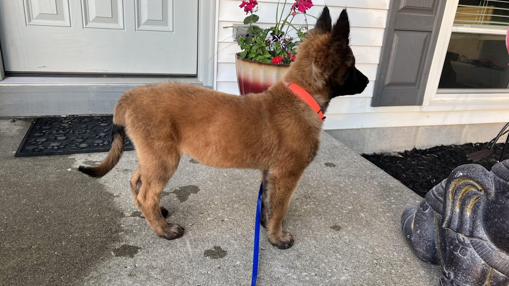 Hexa Ūdensizturīgā Suņu Pavada 20mm - Krāsu Izvēle