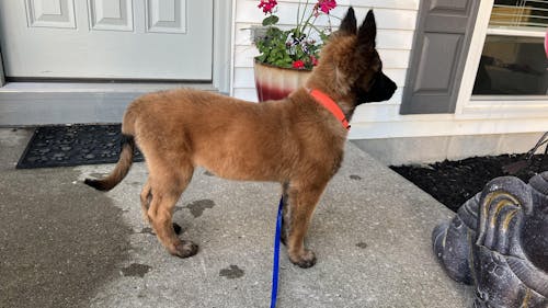 Hexa Ūdensizturīgā Suņu Pavada 20mm - Krāsu Izvēle