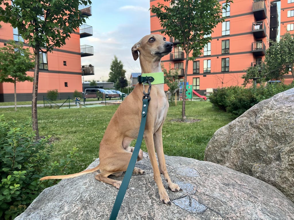 BioThane Garā Multifunkcionālā Suņu Pavada - Krāsu Izvēle