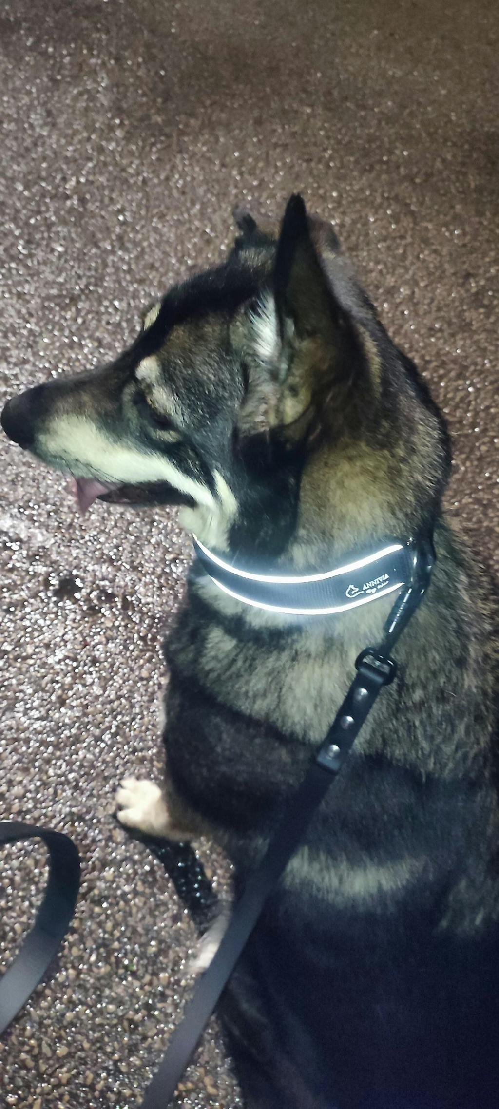 Īpaši Mīksta Polsterēta un Atstarojoša Suņu Kakla Siksna 4cm