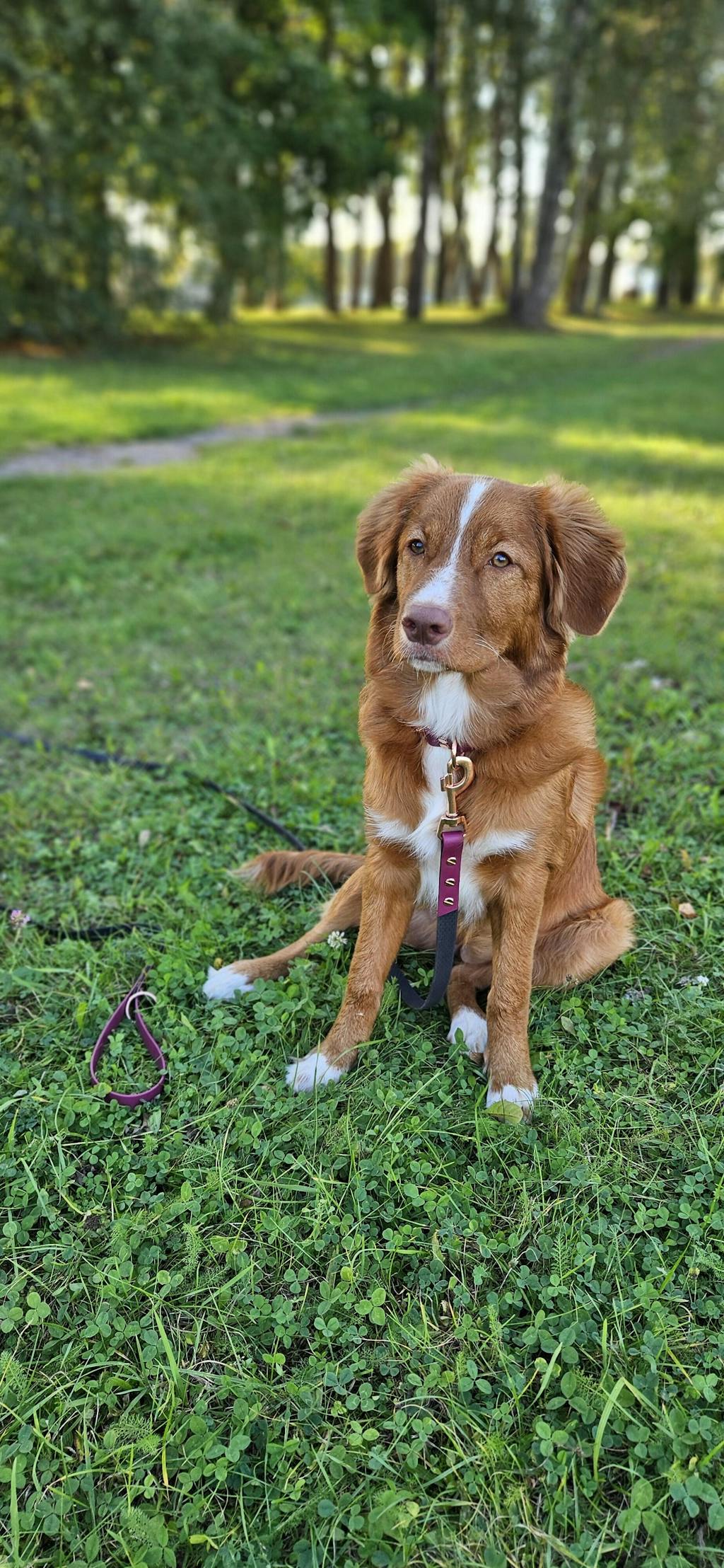 Hexa Ūdensizturīgā Suņu Pavada ar BioThane Rokturi 20mm - Krāsu Izvēle