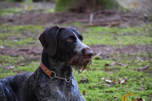 BioThane Martingeila Suņu Kakla Siksna 25mm - Krāsu izvēle