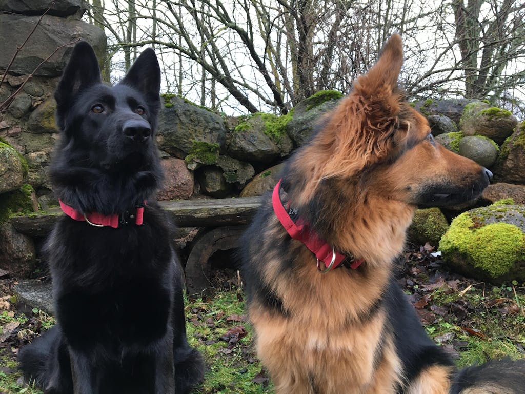 Taktiskā Suņu Kakla Siksna ar Rokturi - Tumši sarkana (4 cm)