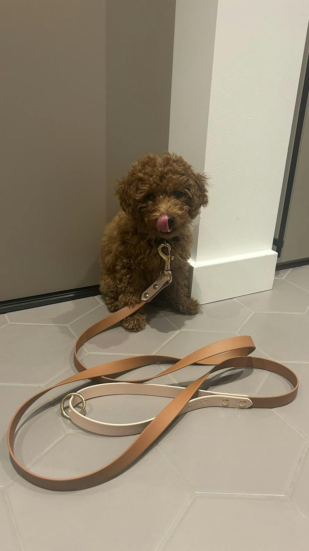 BioThane Duo Suņu Pavada - Krāsu un Karabīņu Izvēle