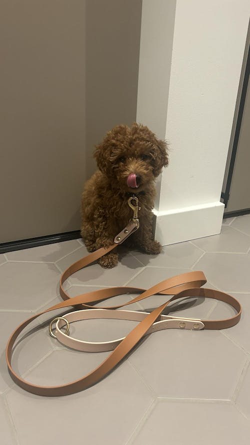 BioThane Duo Suņu Pavada - Krāsu un Karabīņu Izvēle