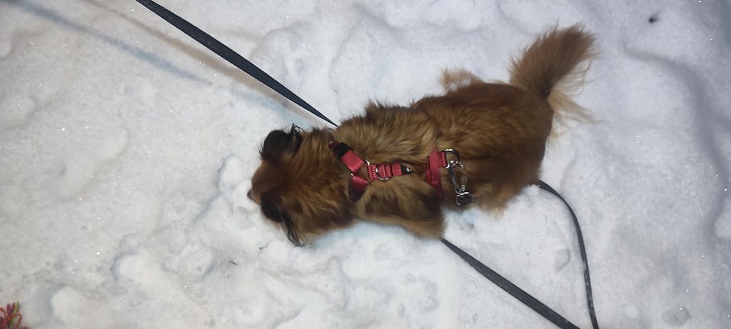 Mini Comfort Line Suņu Krūšu Siksna - Tumši Sarkans