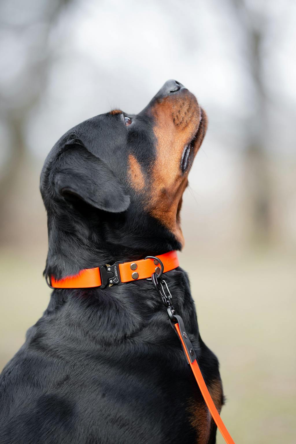 BioThane Safe-Lock Suņu Kakla Siksna 25mm - Krāsu Izvēle