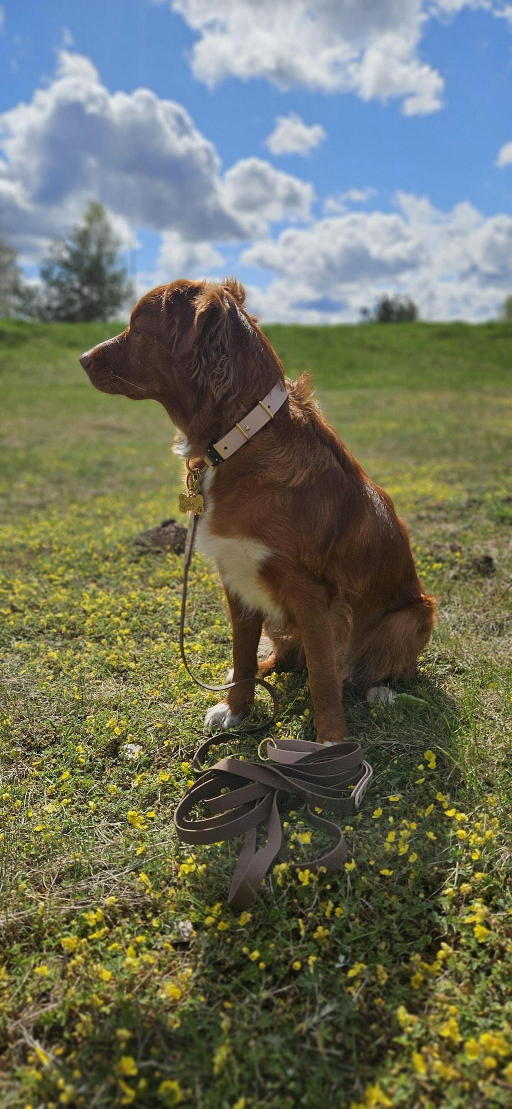 BioThane Zelta Elegance Suņu Kakla Siksna 25mm - Krāsu Izvēle