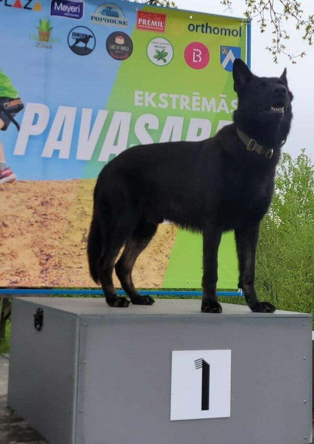 Taktiskā Suņu Kakla Siksna ar Rokturi - Armijas Zaļa (4 cm)