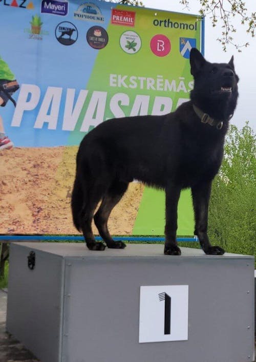 Taktiskā Suņu Kakla Siksna ar Rokturi - Armijas Zaļa (4 cm)