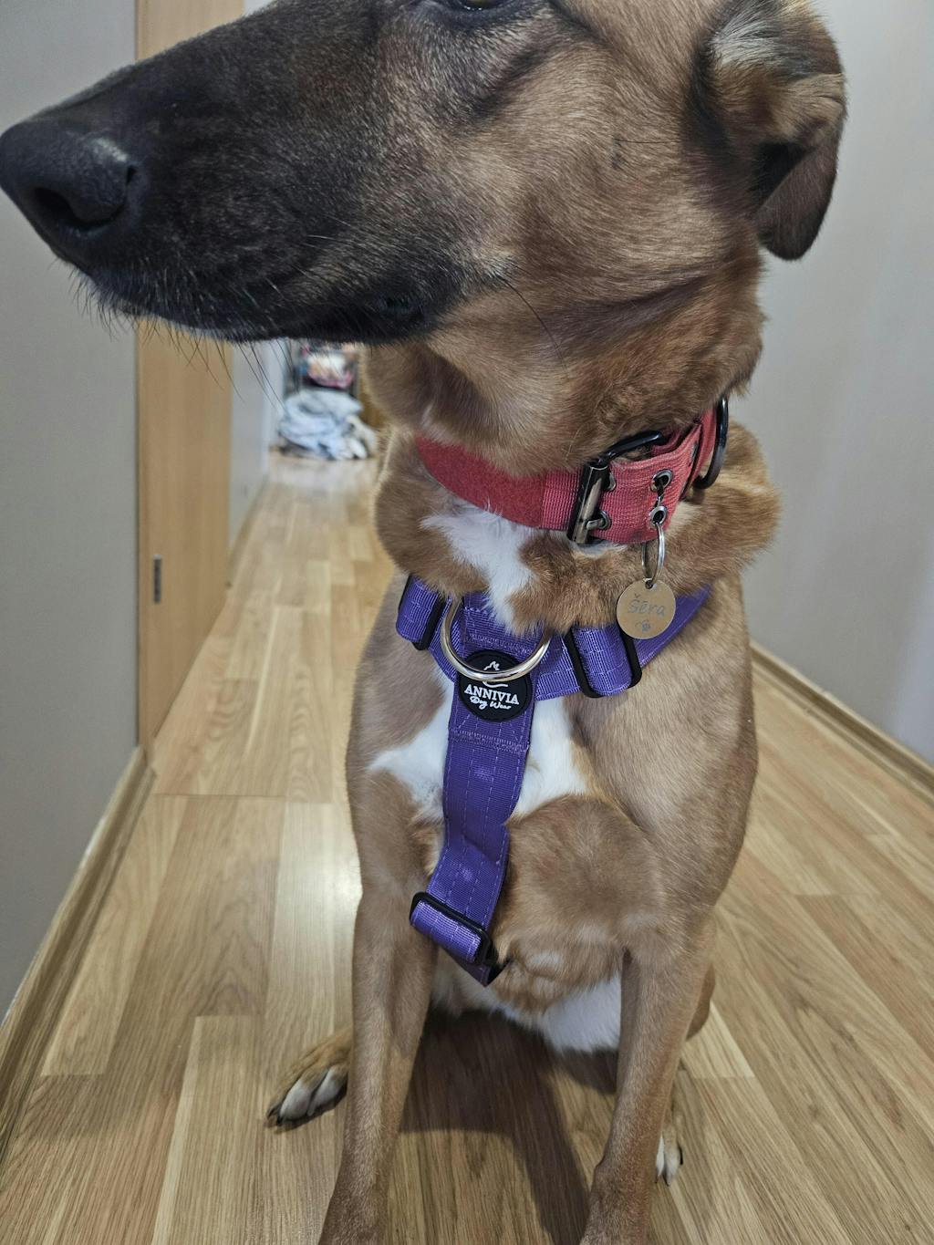 Comfort Line Suņu Krūšu Siksna - Violets