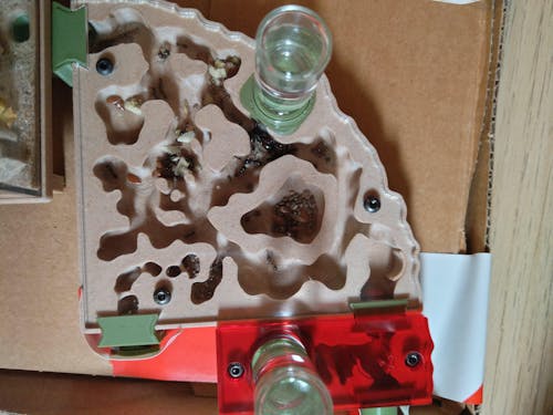 Nest Formicarium (Ant Farm)
