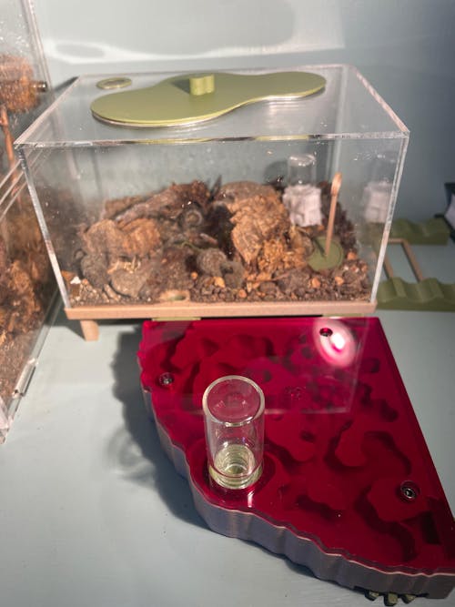 Nest Formicarium (Ant Farm)