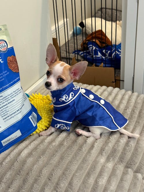 Pet Blue Gam Blue Hac with Blue Tassel Ao Dai 47B